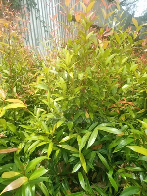 Edging Plant and Fence