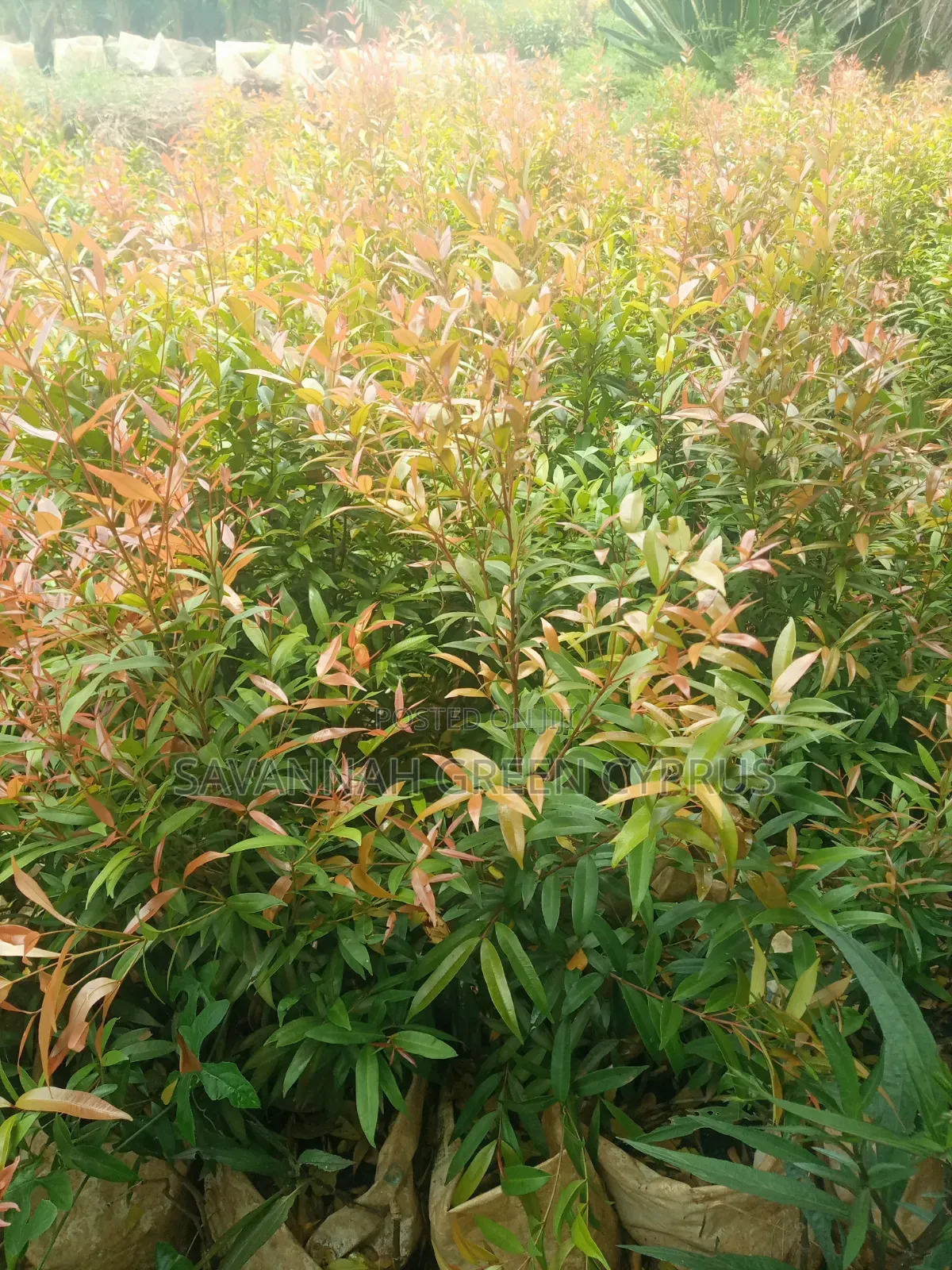 Edging Plant and Fence