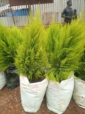 Lemon Cyprus