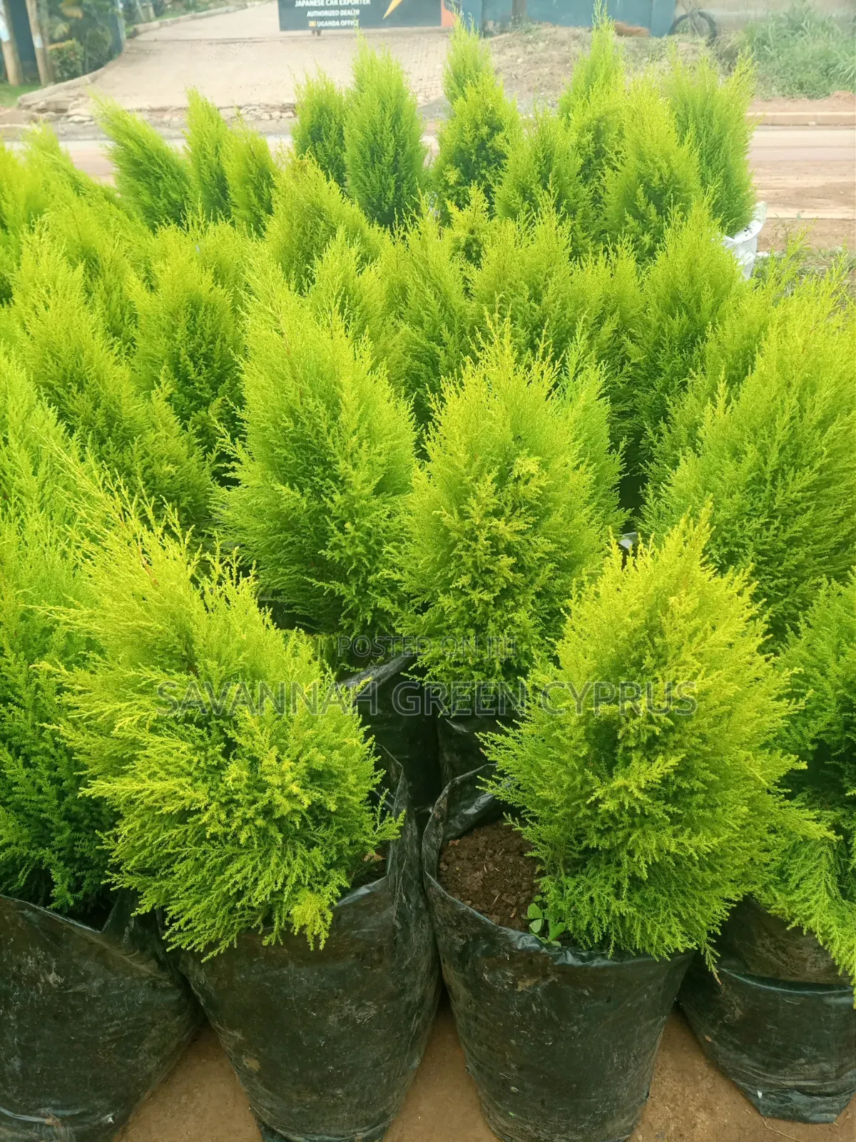 Lemon Cyprus