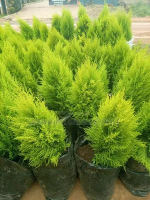 Lemon Cyprus