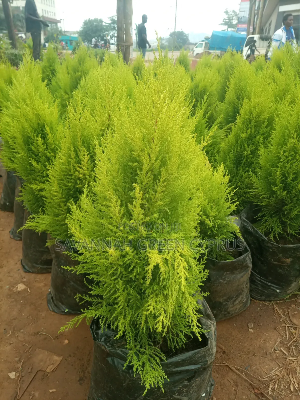 Lemon Cyprus