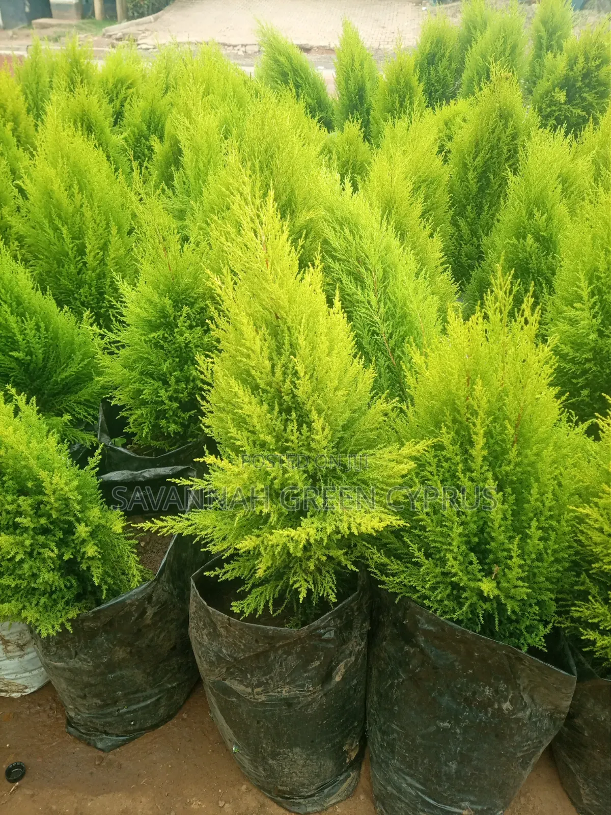 Lemon Cyprus
