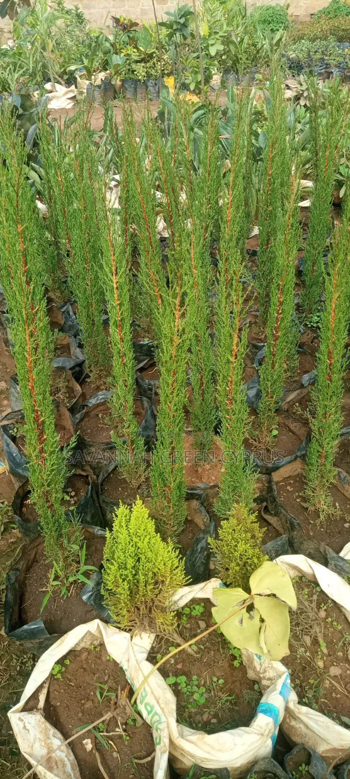 Italian Cyprus Shrub Trees