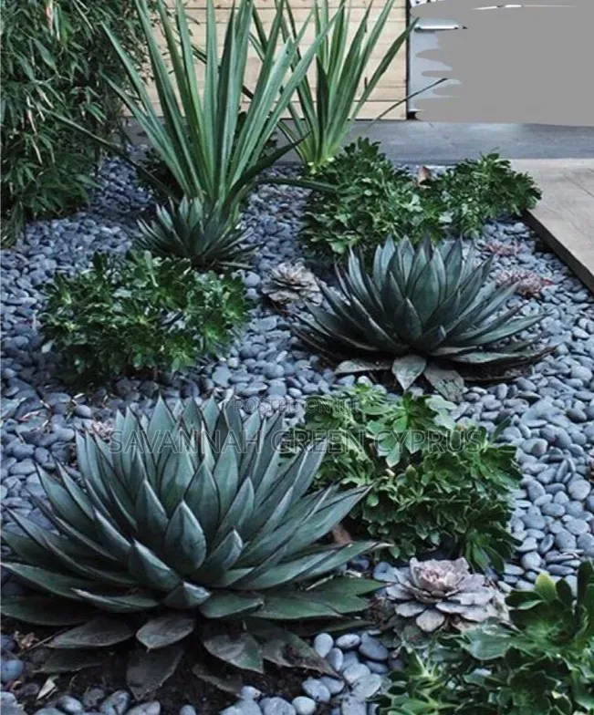 Outdoor Rock Garden Setting