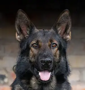 6-12 months Male Purebred German Shepherd