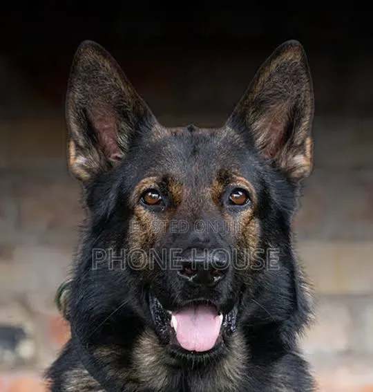 6-12 months Male Purebred German Shepherd