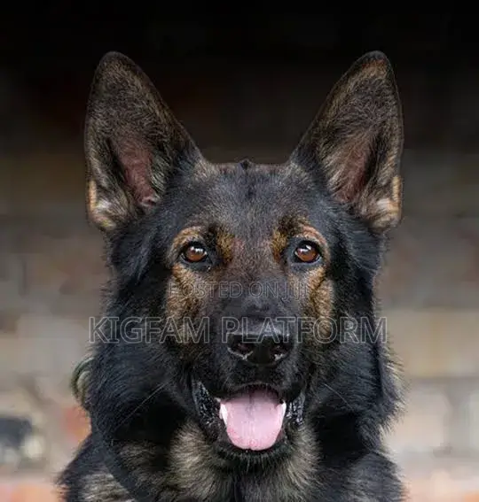 6-12 months Male Purebred German Shepherd