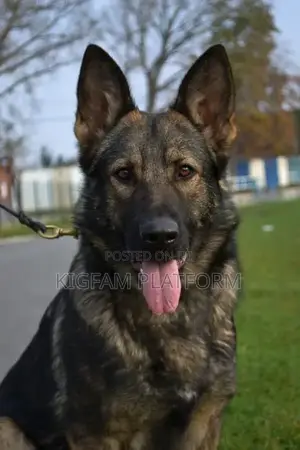 6-12 months Male Purebred German Shepherd