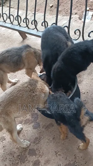 1-3 months Male Mixed Breed German Shepherd