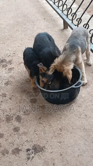 1-3 months Male Mixed Breed German Shepherd