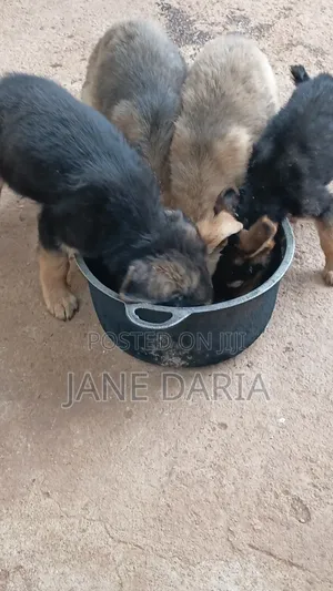 1-3 months Male Mixed Breed German Shepherd