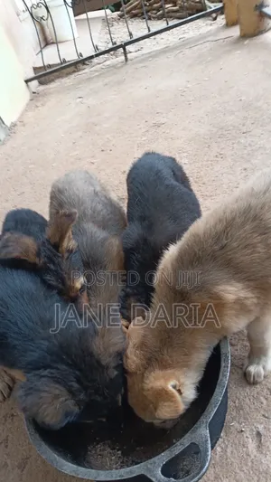 1-3 months Male Mixed Breed German Shepherd