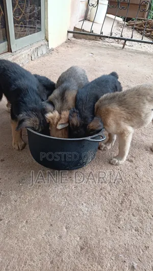 1-3 months Male Mixed Breed German Shepherd