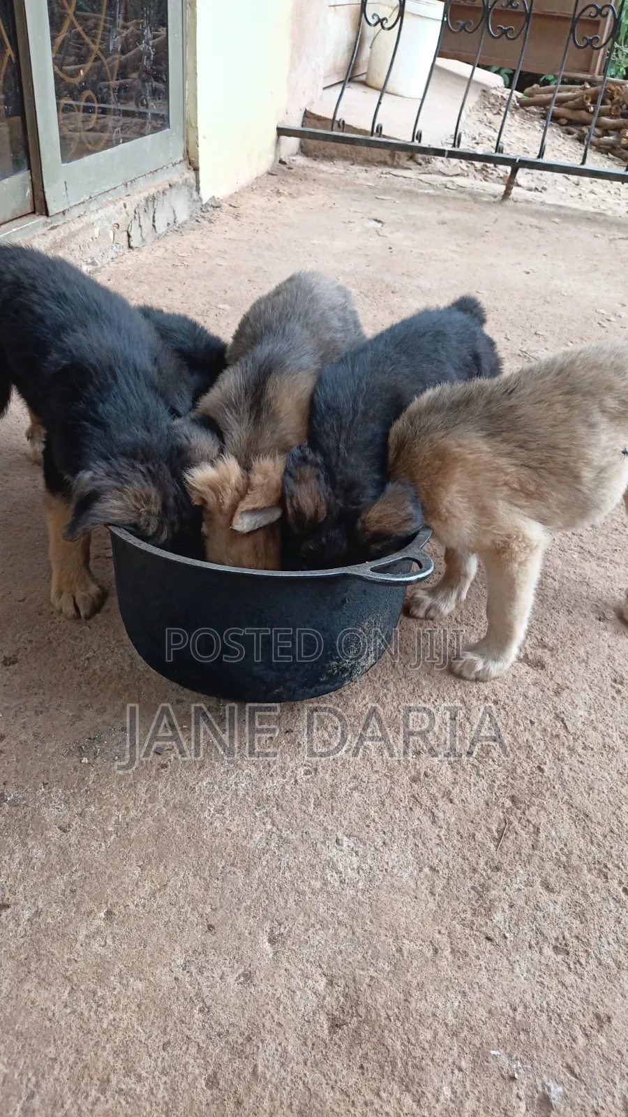 1-3 months Male Mixed Breed German Shepherd