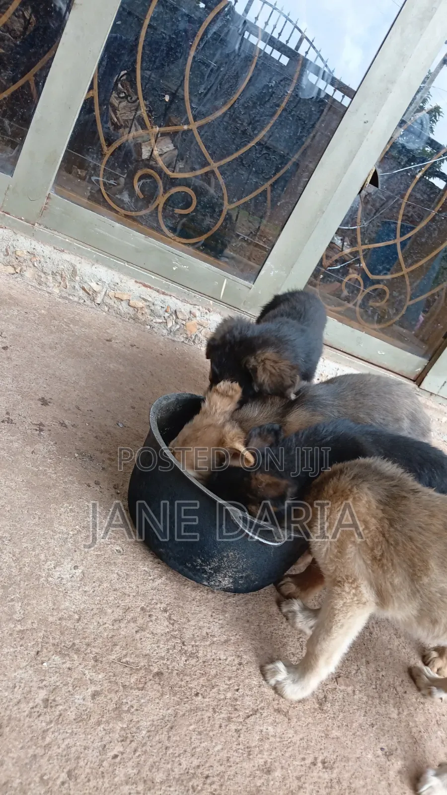 1-3 months Male Mixed Breed German Shepherd