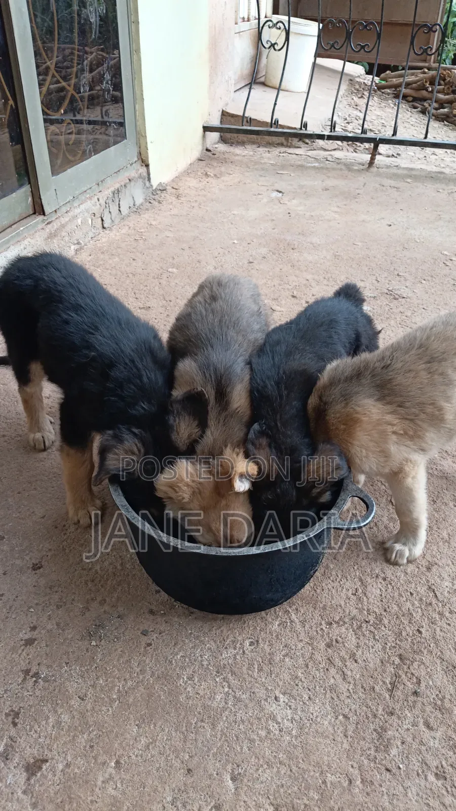 1-3 months Male Mixed Breed German Shepherd