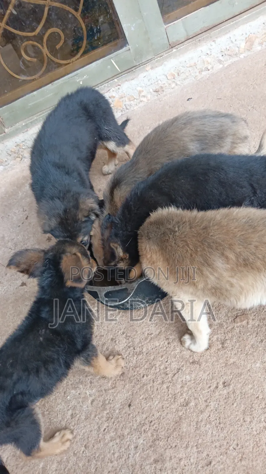 1-3 months Male Mixed Breed German Shepherd