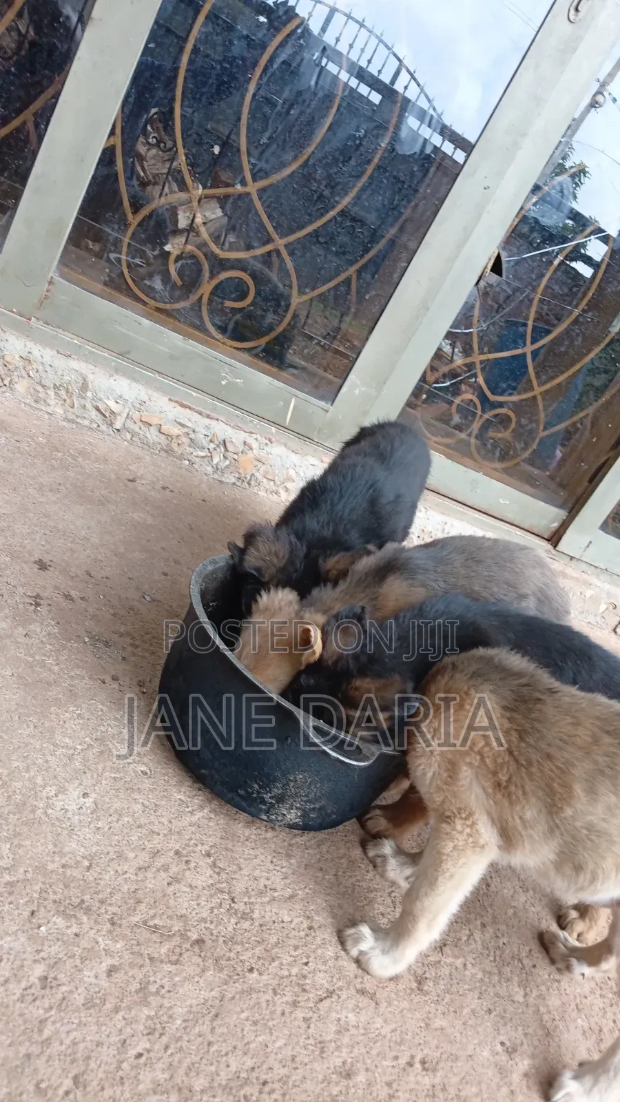 1-3 months Male Mixed Breed German Shepherd