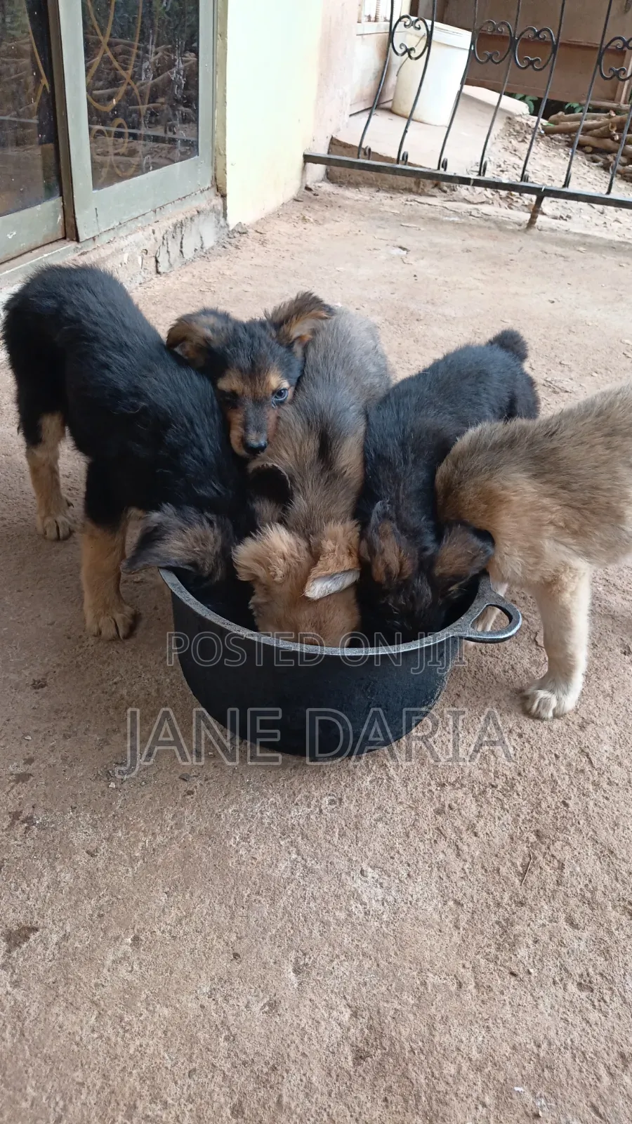 1-3 months Male Mixed Breed German Shepherd