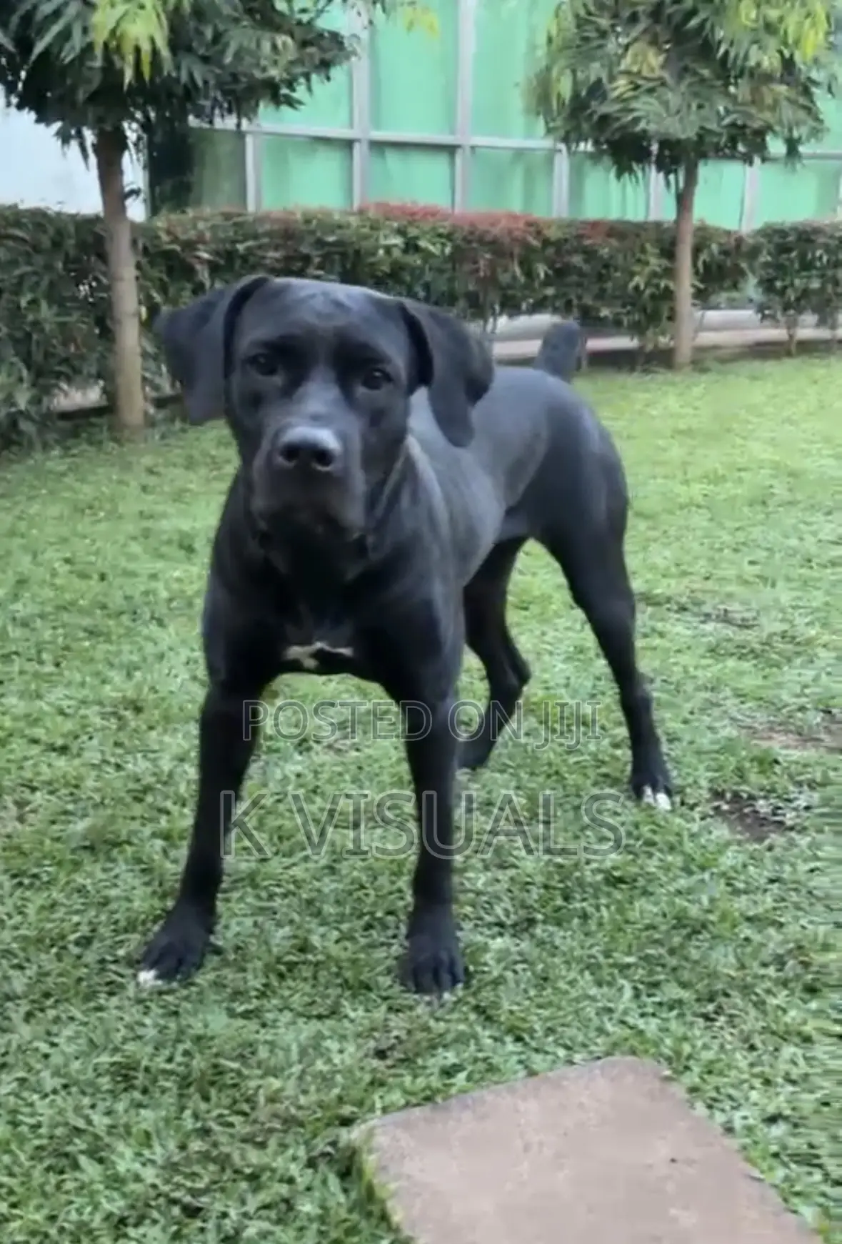 1+ year Female Mixed Breed Boerboel
