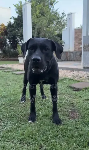 1+ year Female Mixed Breed Boerboel