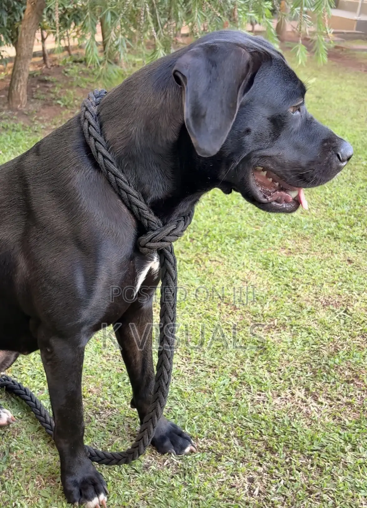 1+ year Female Mixed Breed Boerboel
