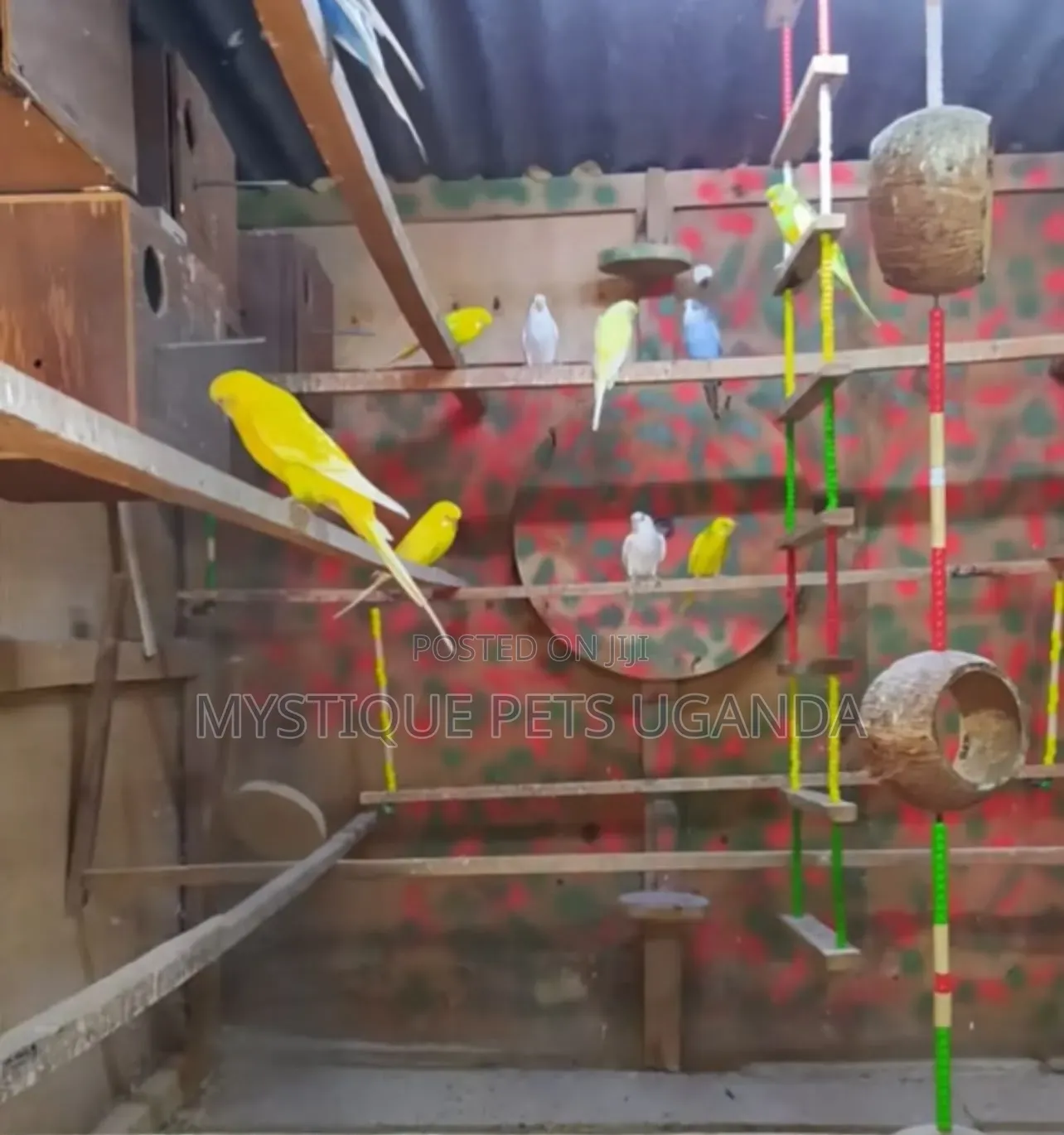 Budgies Parrots