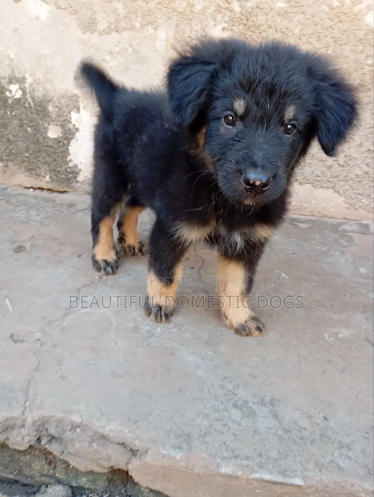 1-3 months Male Purebred German Shepherd