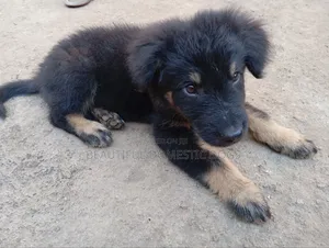 1-3 months Male Purebred German Shepherd