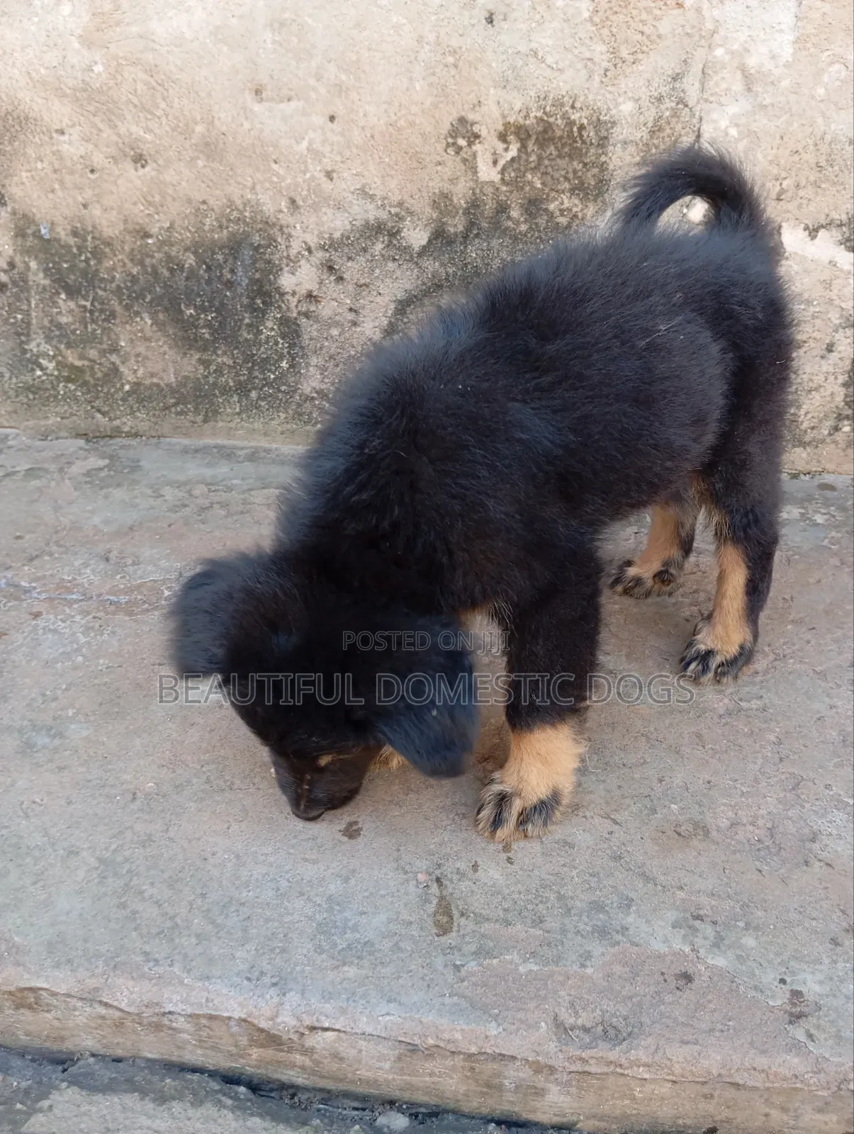 1-3 months Male Purebred German Shepherd