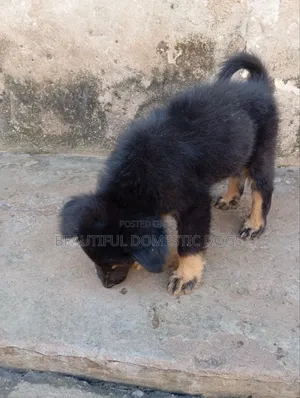 1-3 months Male Purebred German Shepherd