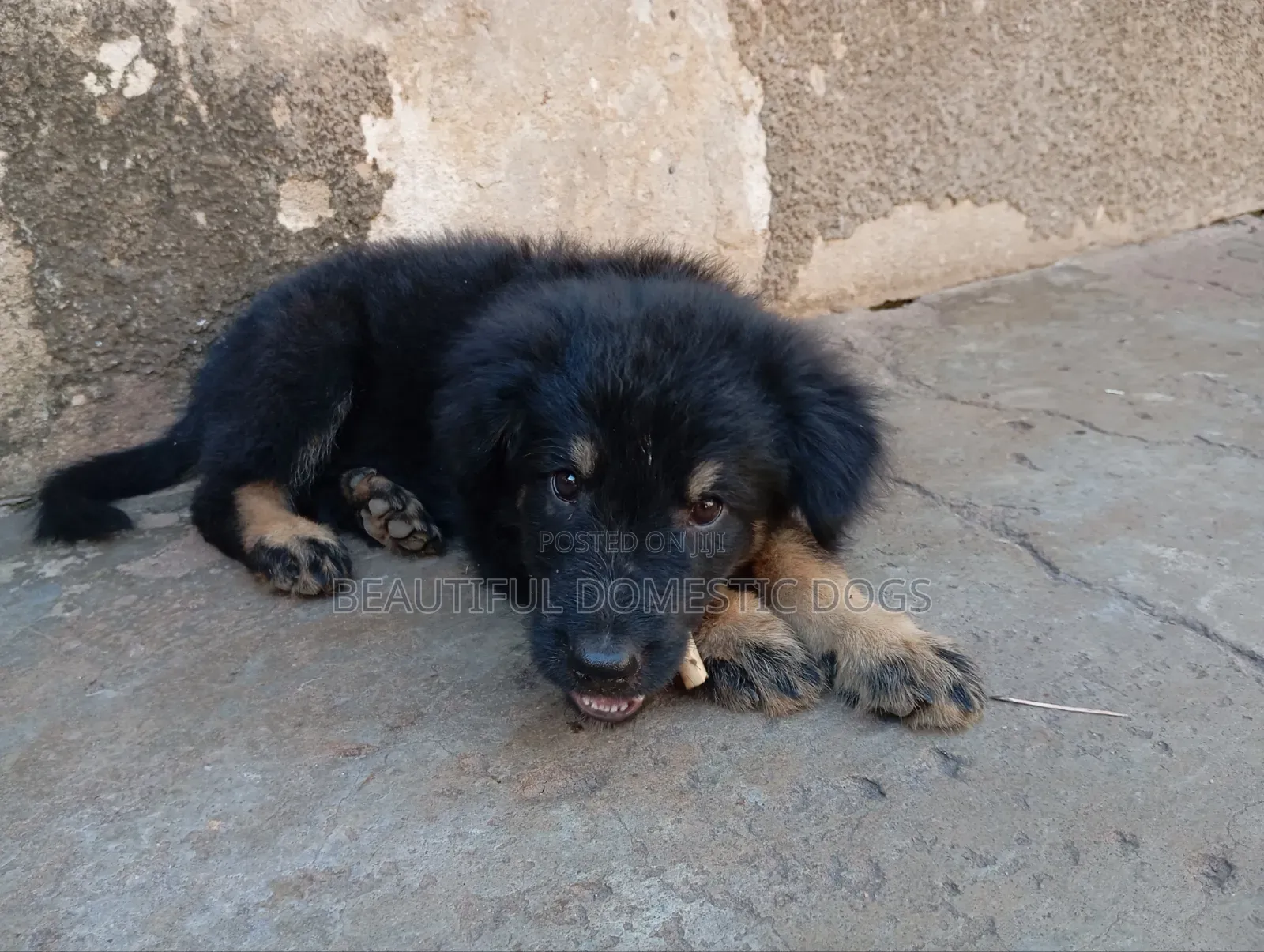 1-3 months Male Purebred German Shepherd