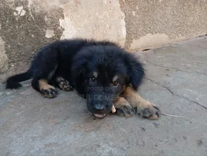 1-3 months Male Purebred German Shepherd