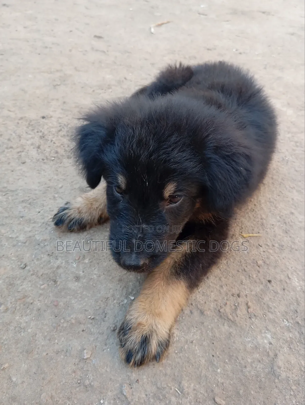 1-3 months Male Purebred German Shepherd