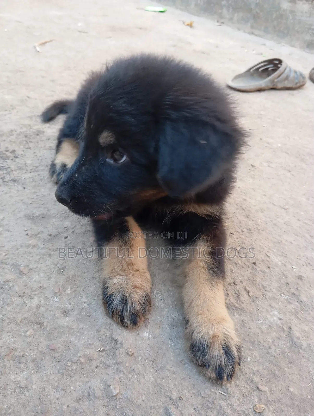 1-3 months Male Purebred German Shepherd