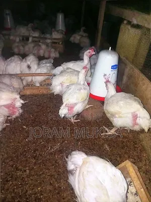 One Months Broilers
