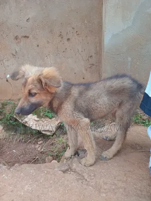 0-1 month Male Purebred German Shepherd