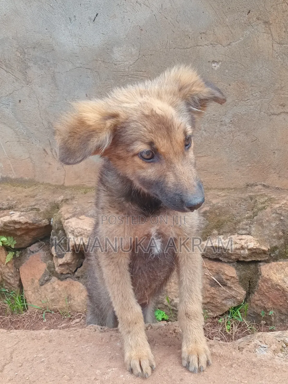 0-1 month Male Purebred German Shepherd