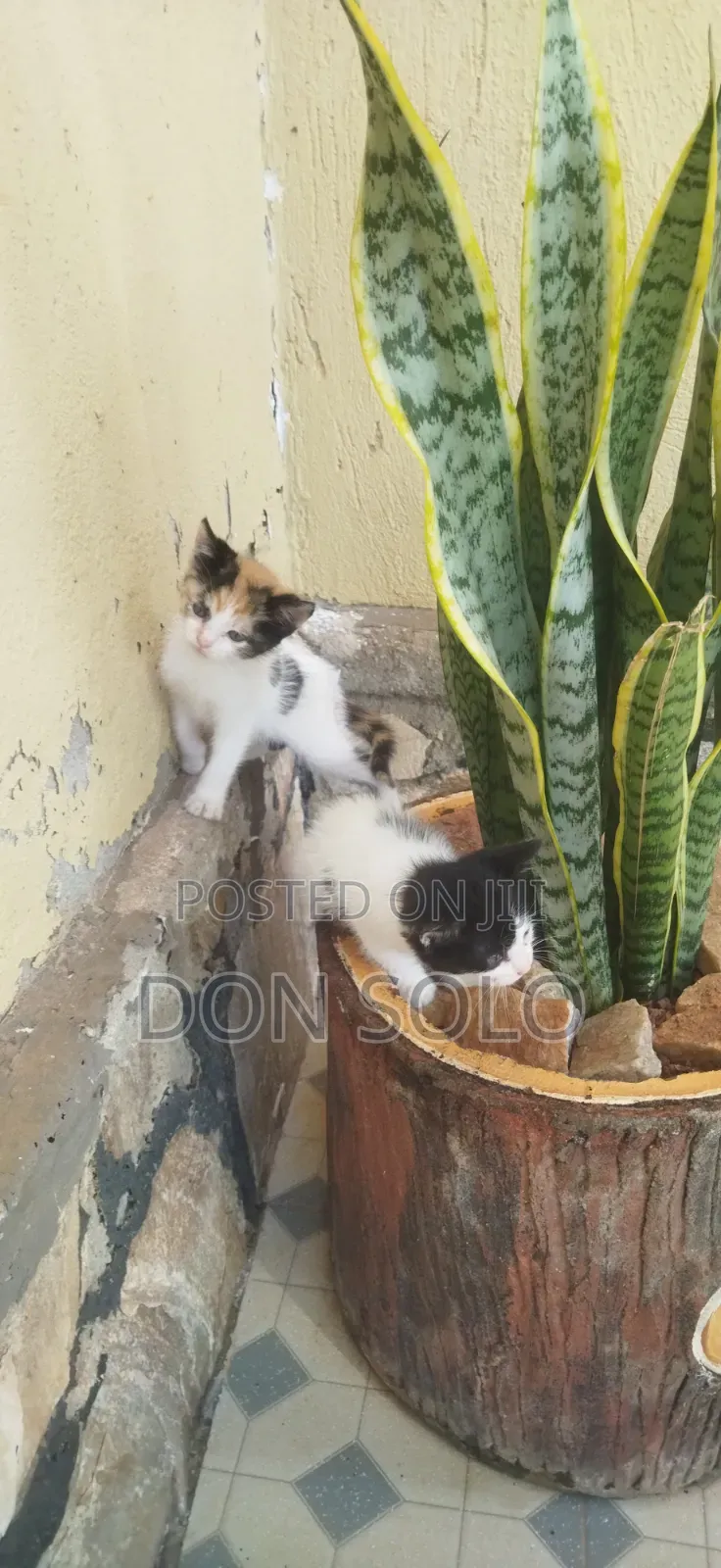 1-3 months Male Mixed Breed Norwegian Forest