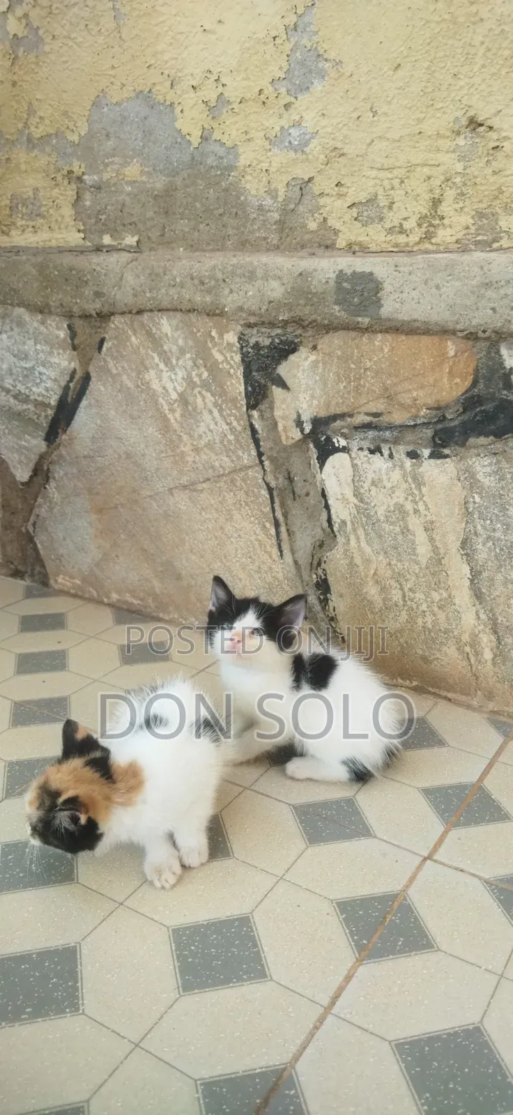 1-3 months Female Purebred Ocicat