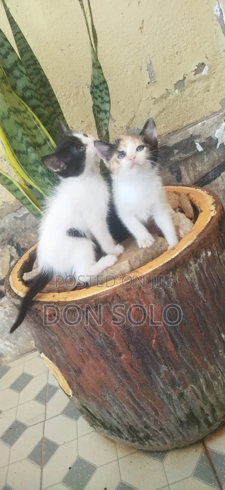 1-3 months Male Mixed Breed Tonkinese