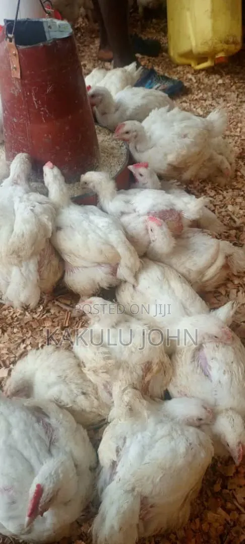 Legacy Poultry Farm