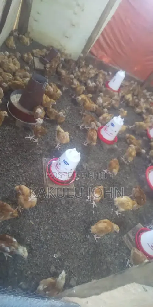 Legacy Poultry Farm
