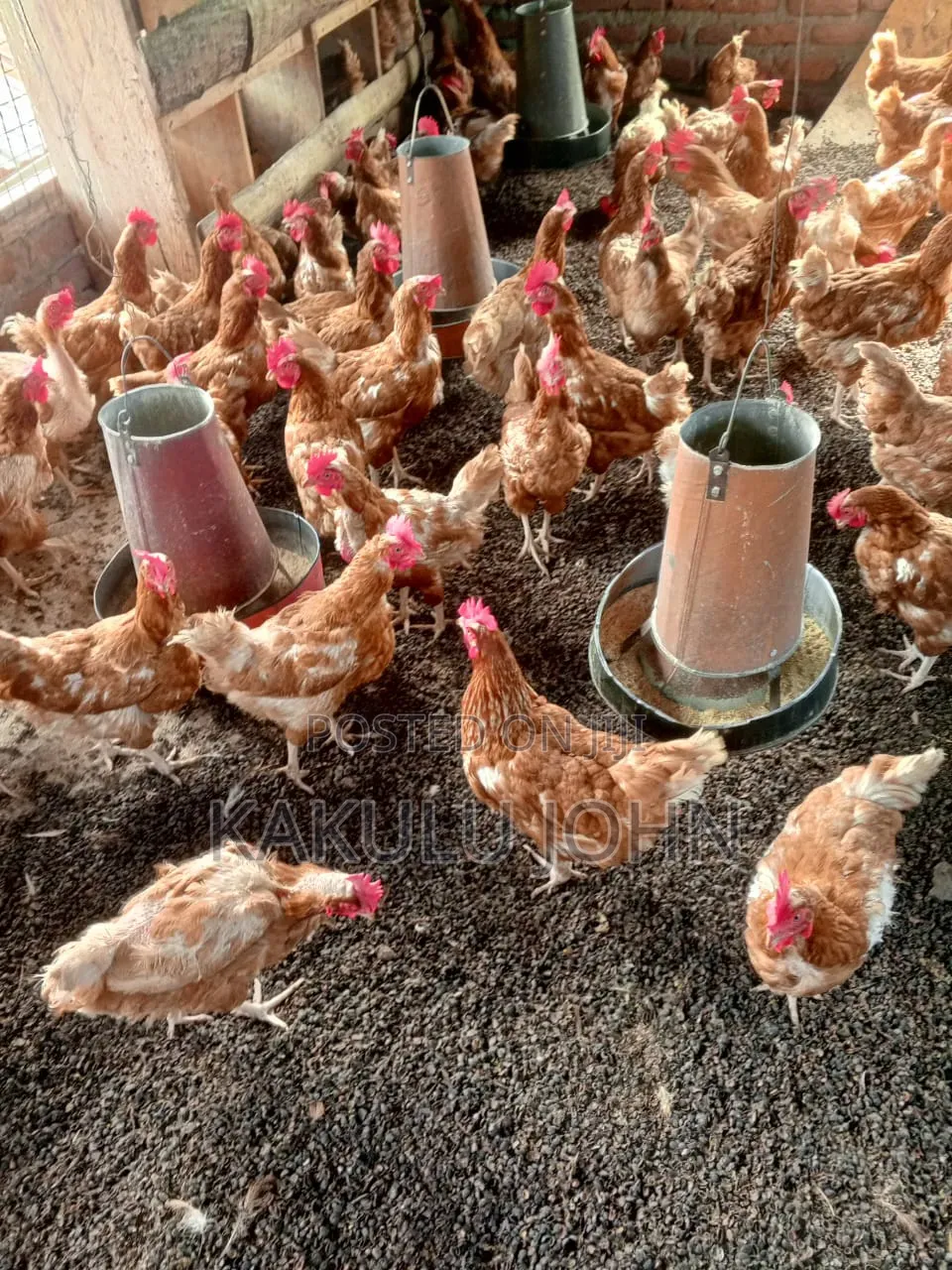 Legacy Poultry Farm