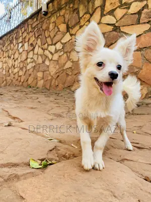 3-6 months Female Purebred Chihuahua