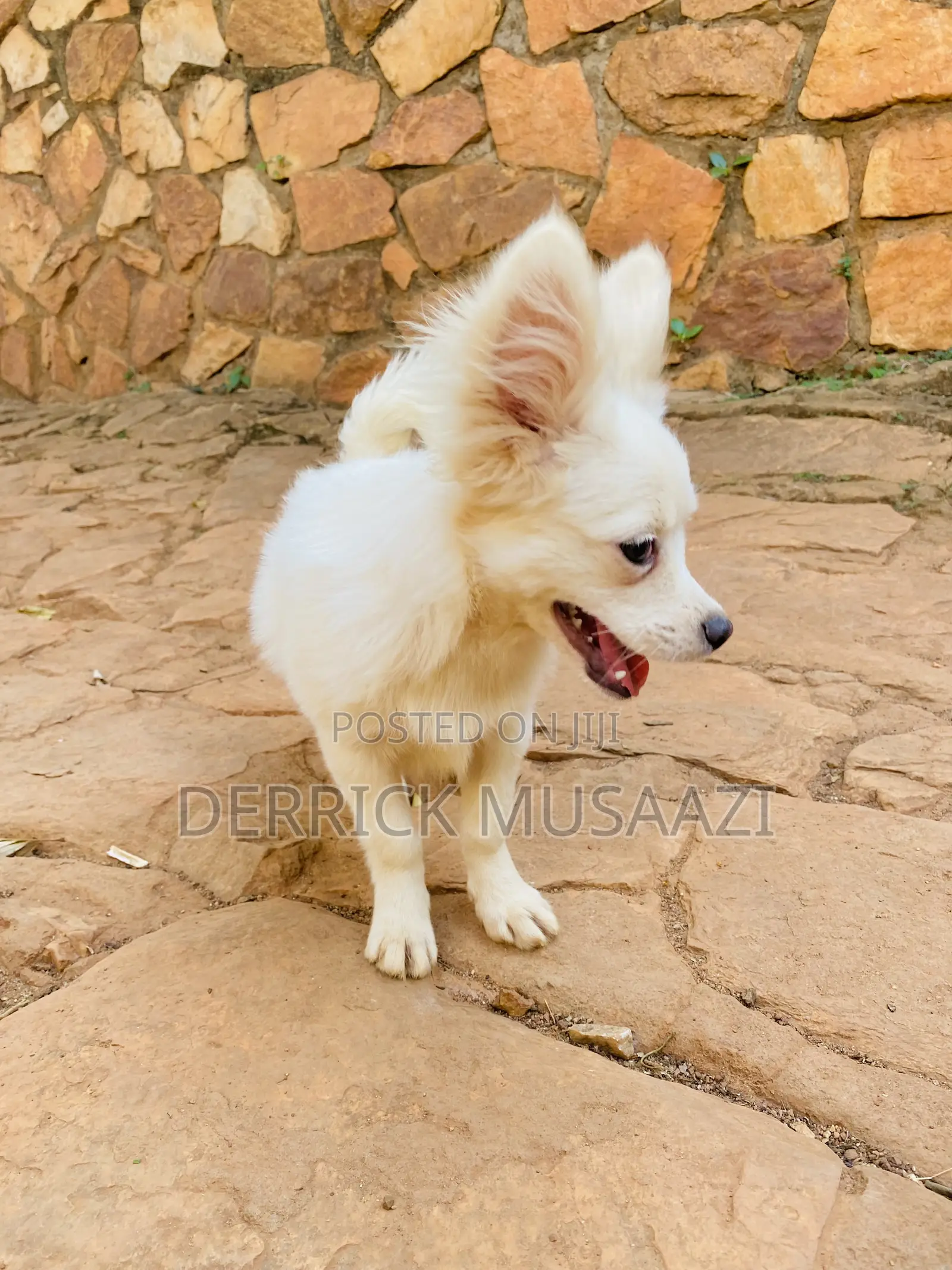 3-6 months Female Purebred Chihuahua