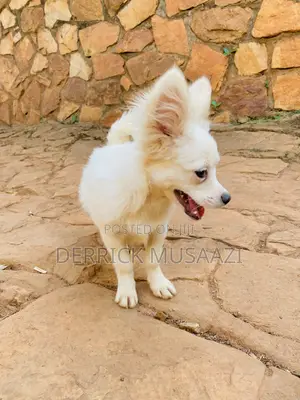 3-6 months Female Purebred Chihuahua