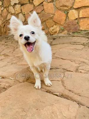 3-6 months Female Purebred Chihuahua