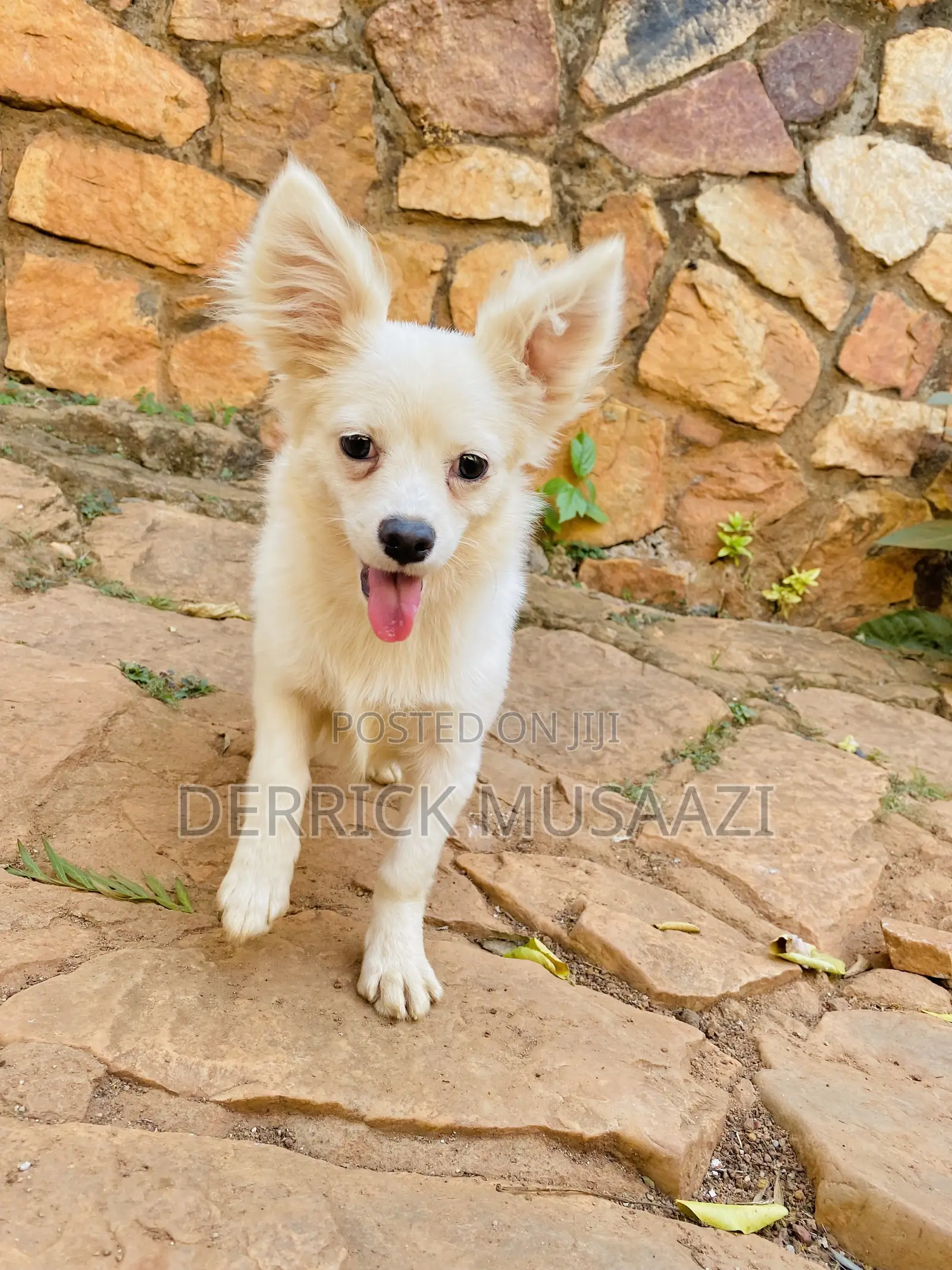 3-6 months Female Purebred Chihuahua